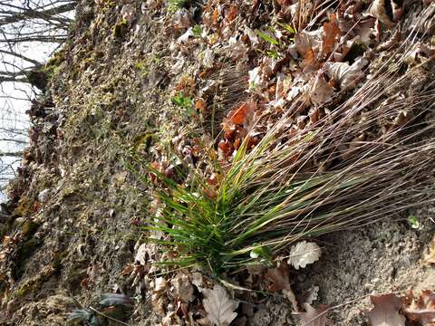 Image of Anthoxanthum australe (Schrad.) Veldkamp