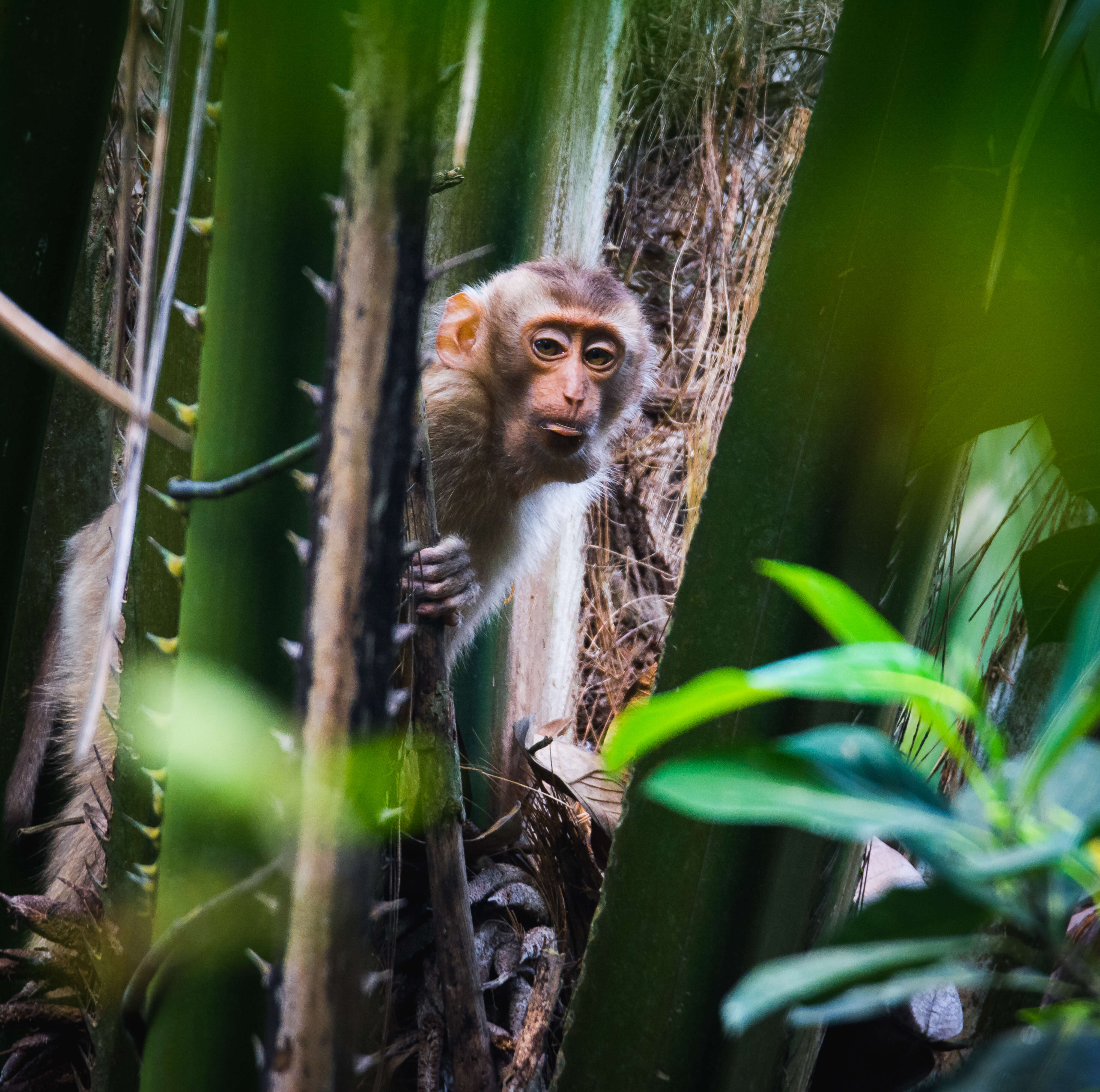 Image of Northern Pig-tailed Macaque