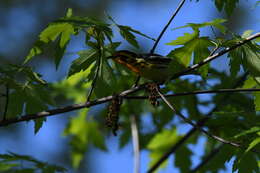 Image of Blackburnian Warbler