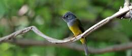 Image of Canary-flycatcher