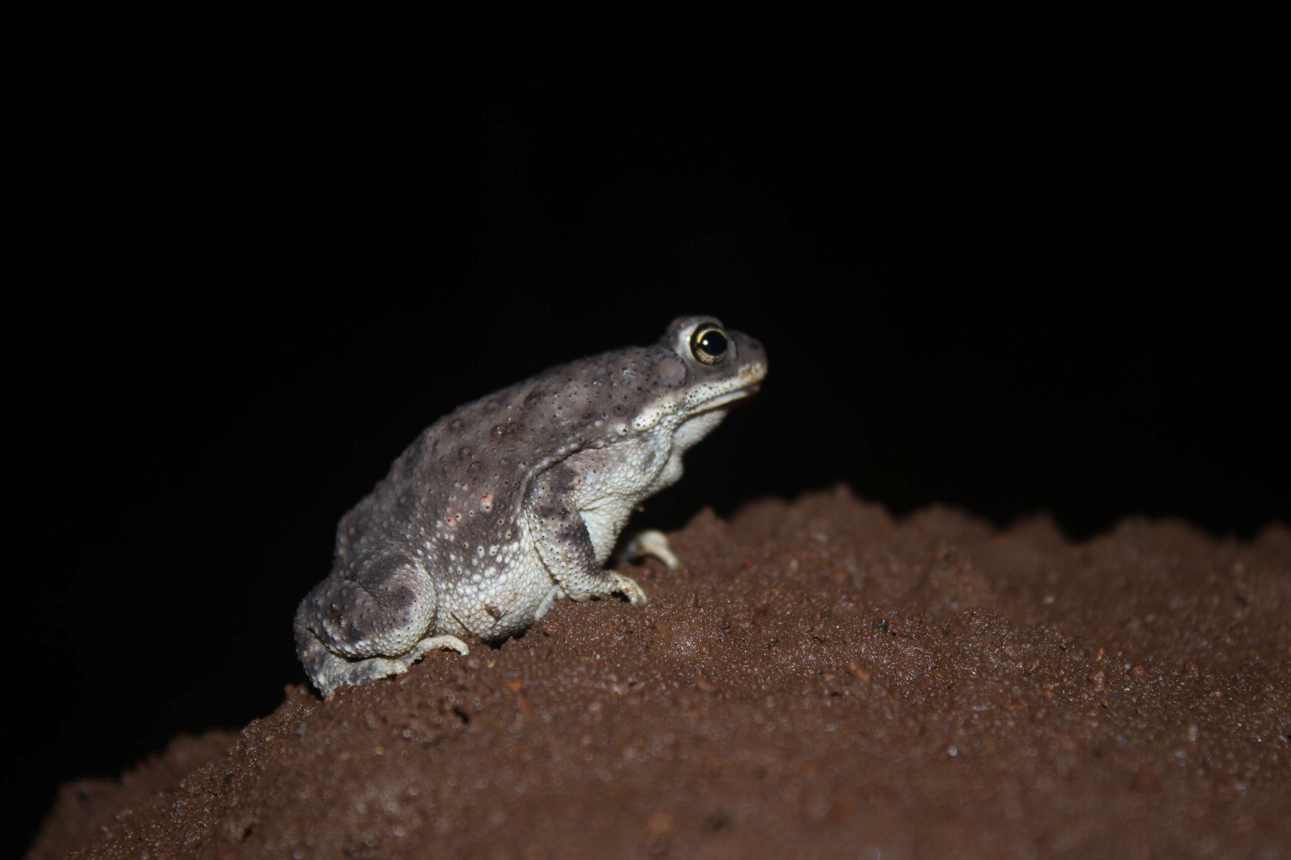 Image of Duttaphrynus Frost, Grant, Faivovich, Bain, Haas, Haddad, de Sá, Channing, Wilkinson & Donnellan et al. 2006