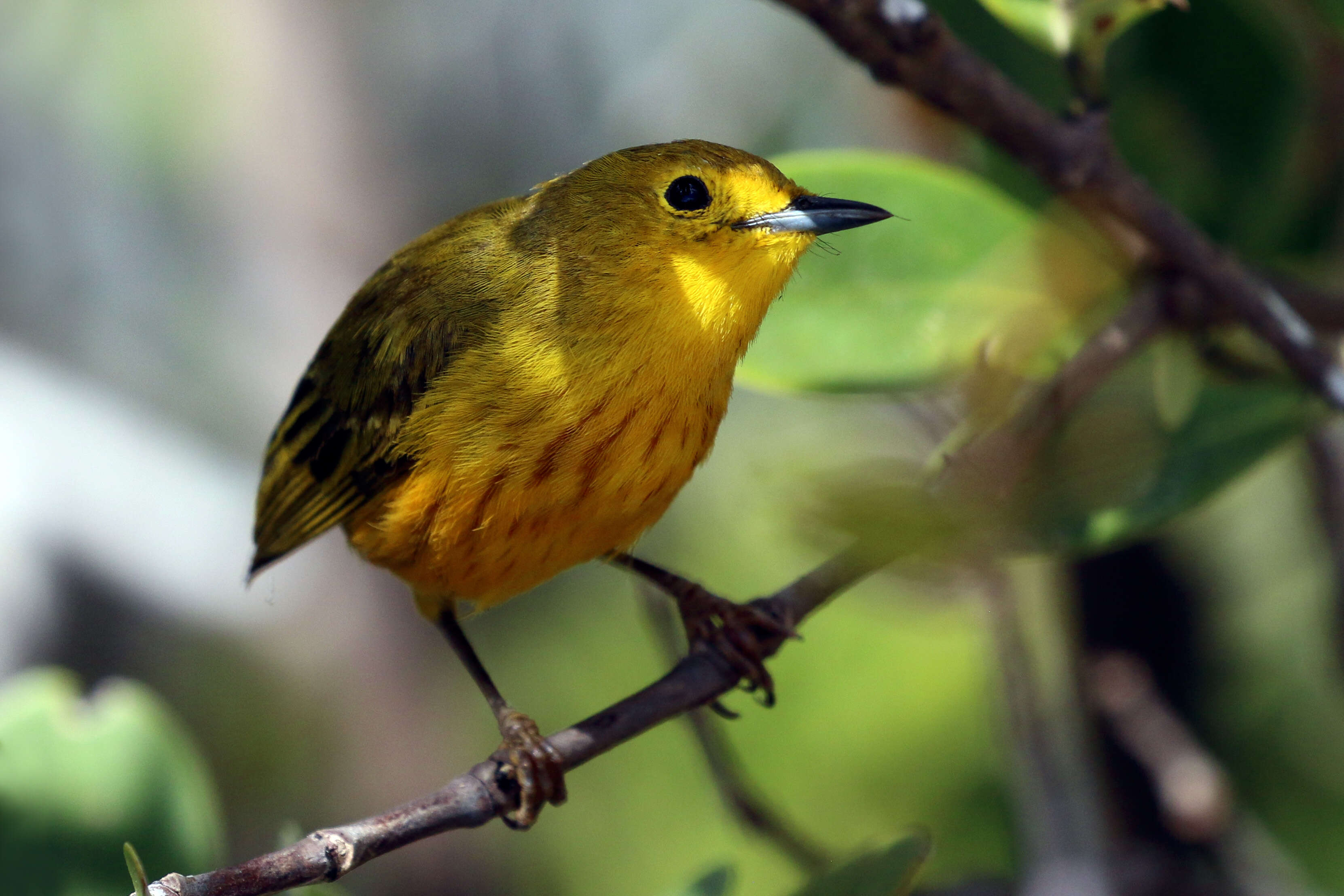 Image of Mangrove Warbler