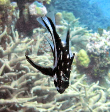 Image of Midnight seaperch