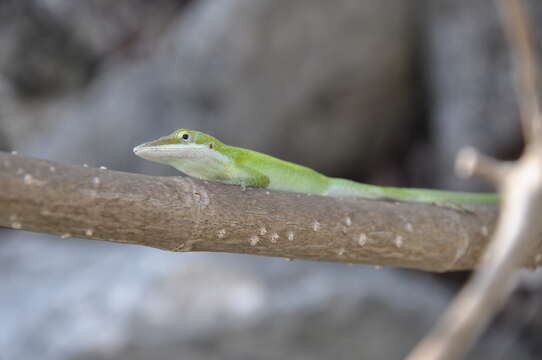 Anolis longiceps Schmidt 1919 resmi