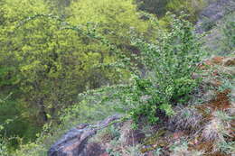 Image of Peking cotoneaster