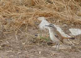 Image of Kalahari Scrub Robin