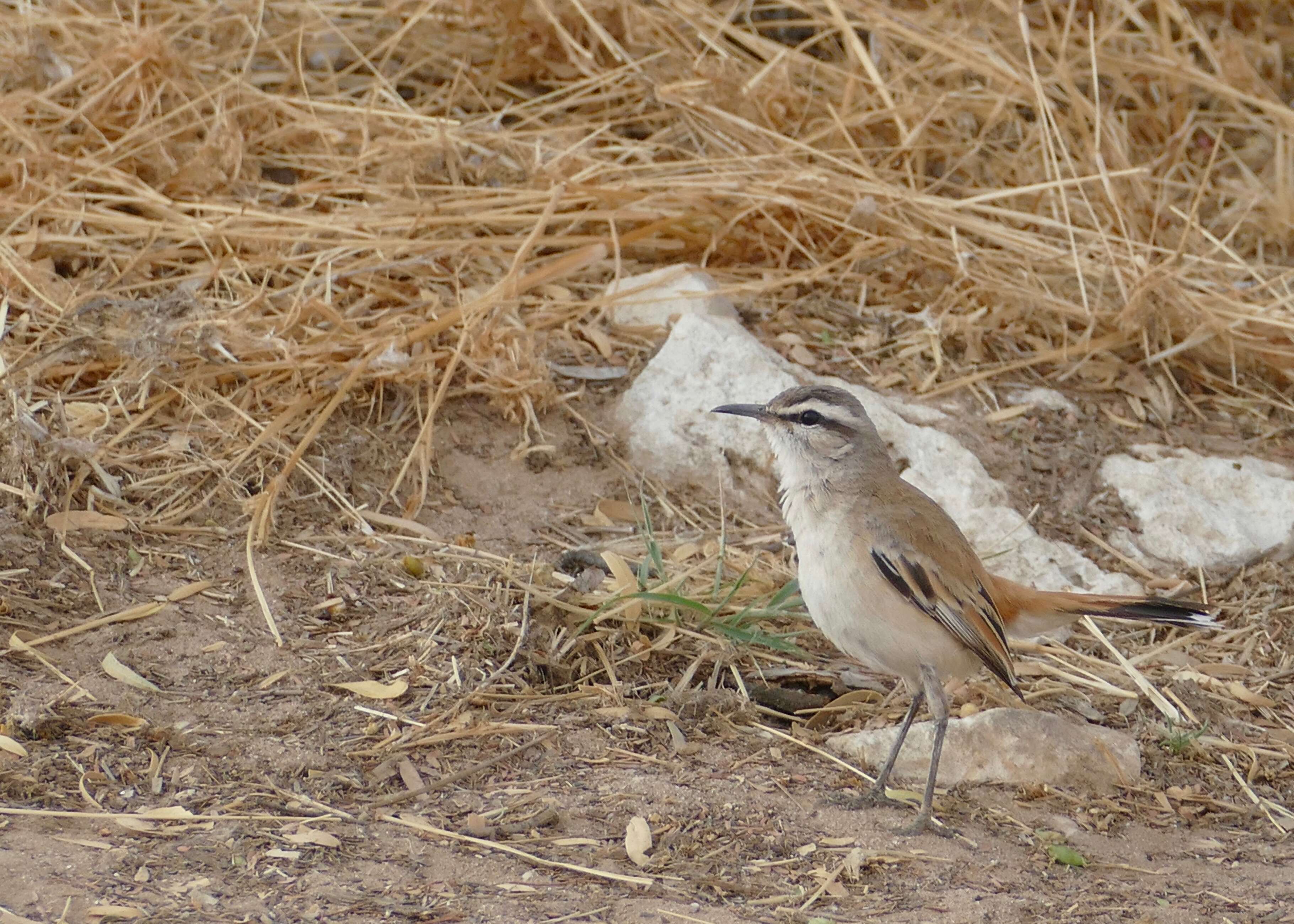 Image of Kalahari Scrub Robin