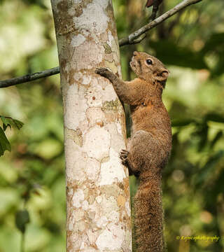 Image of Hoary-bellied Squirrel