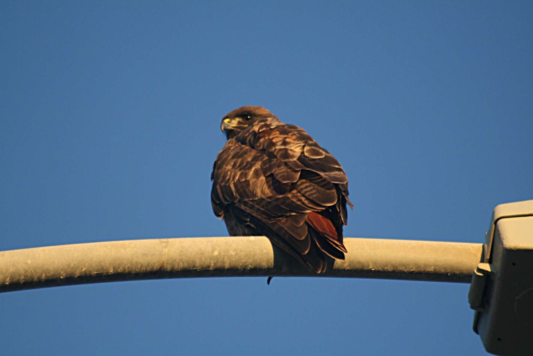 Image of Red-tailed Hawk