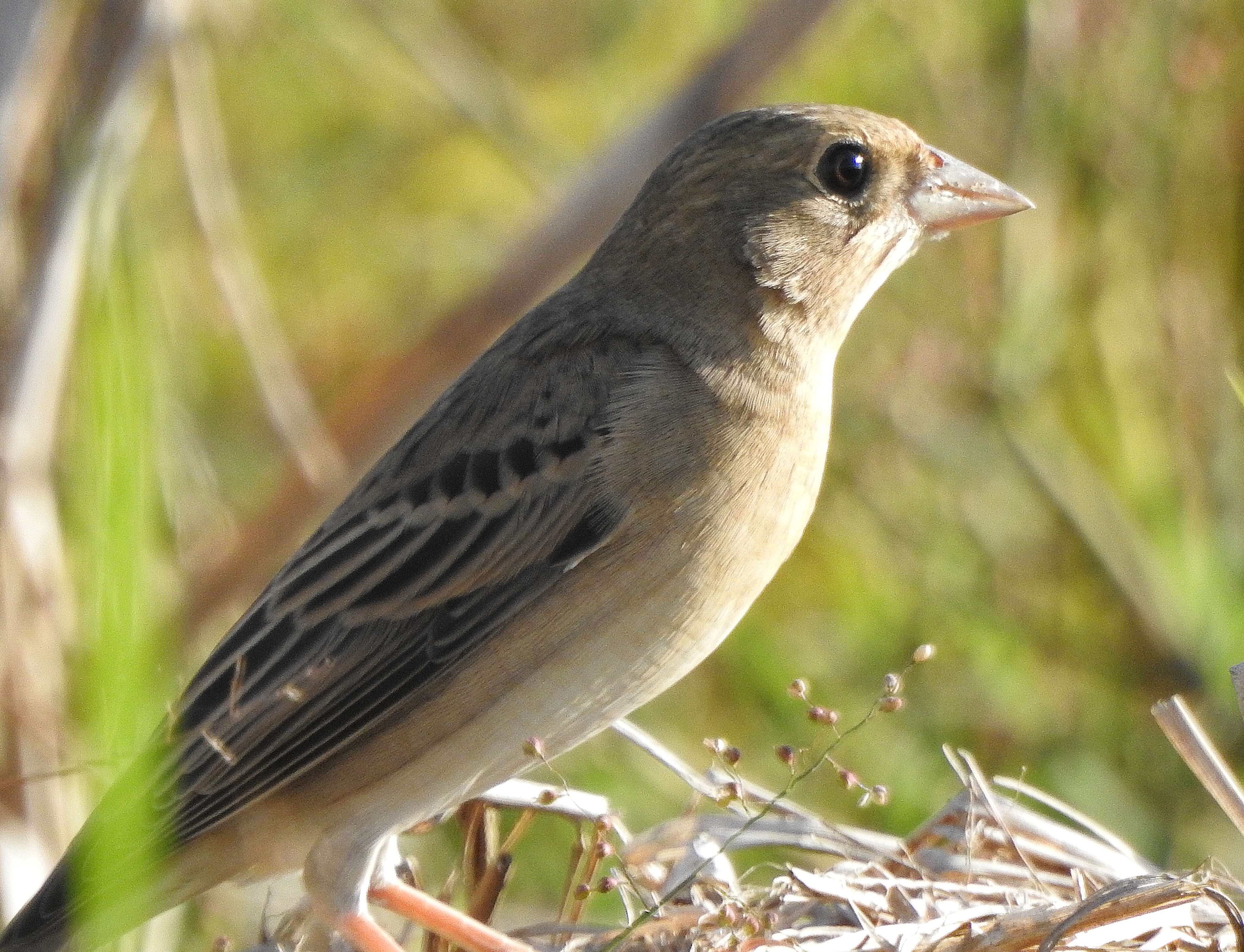 Image of Brown-headed Bunting