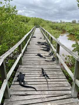 Image of marine iguana