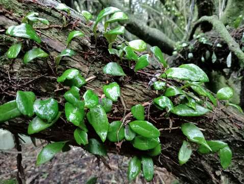 Image of leather-leaf fern