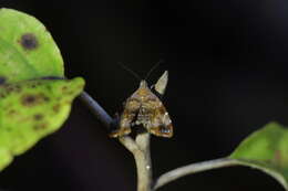 Image of Asterivora colpota Meyrick 1911