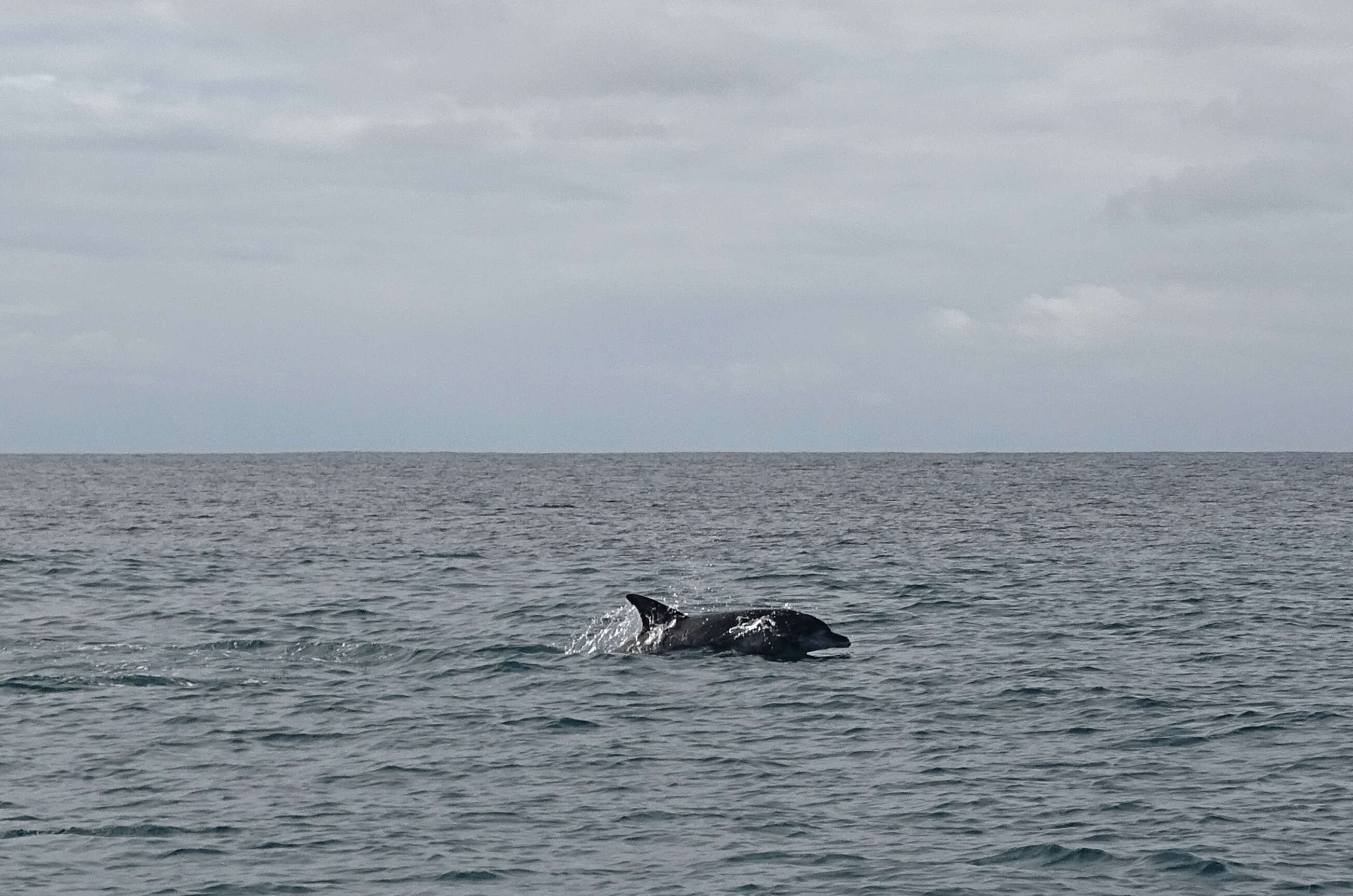 Imagem de Tursiops Gervais 1855