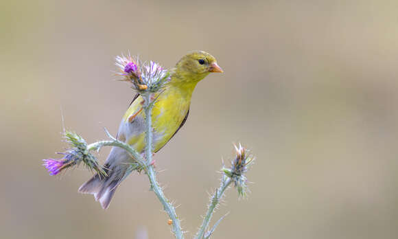 Imagem de Spinus tristis (Linnaeus 1758)