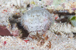Image of Stumpy Cuttlefish
