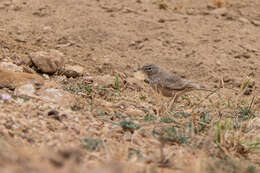 Image of Desert Lark