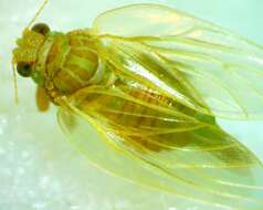 Image of Hackberry Psyllids