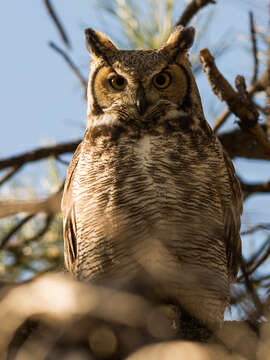 Image of Great Horned Owl