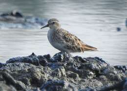 Image of Long-toed Stint