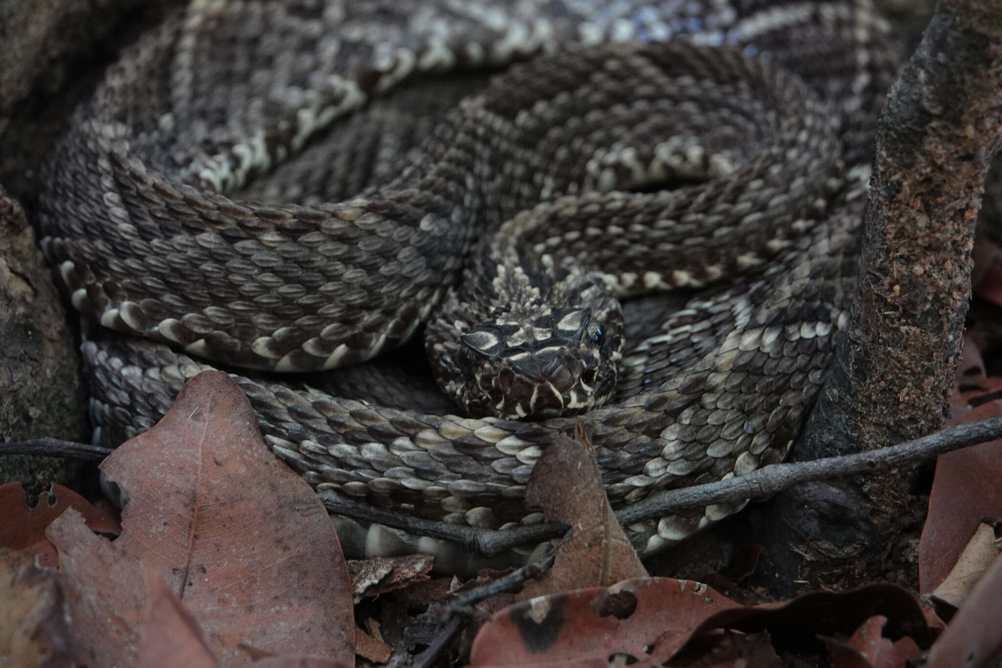 Image of Cascabel Rattlesnake