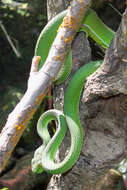 Image of Cardamom Mountains Green Pitviper