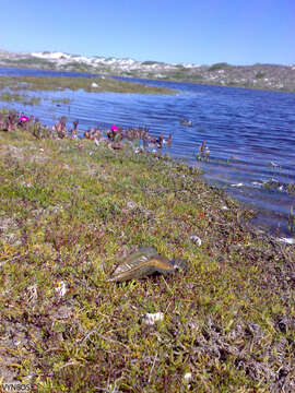 Image of Cape Elephantfish