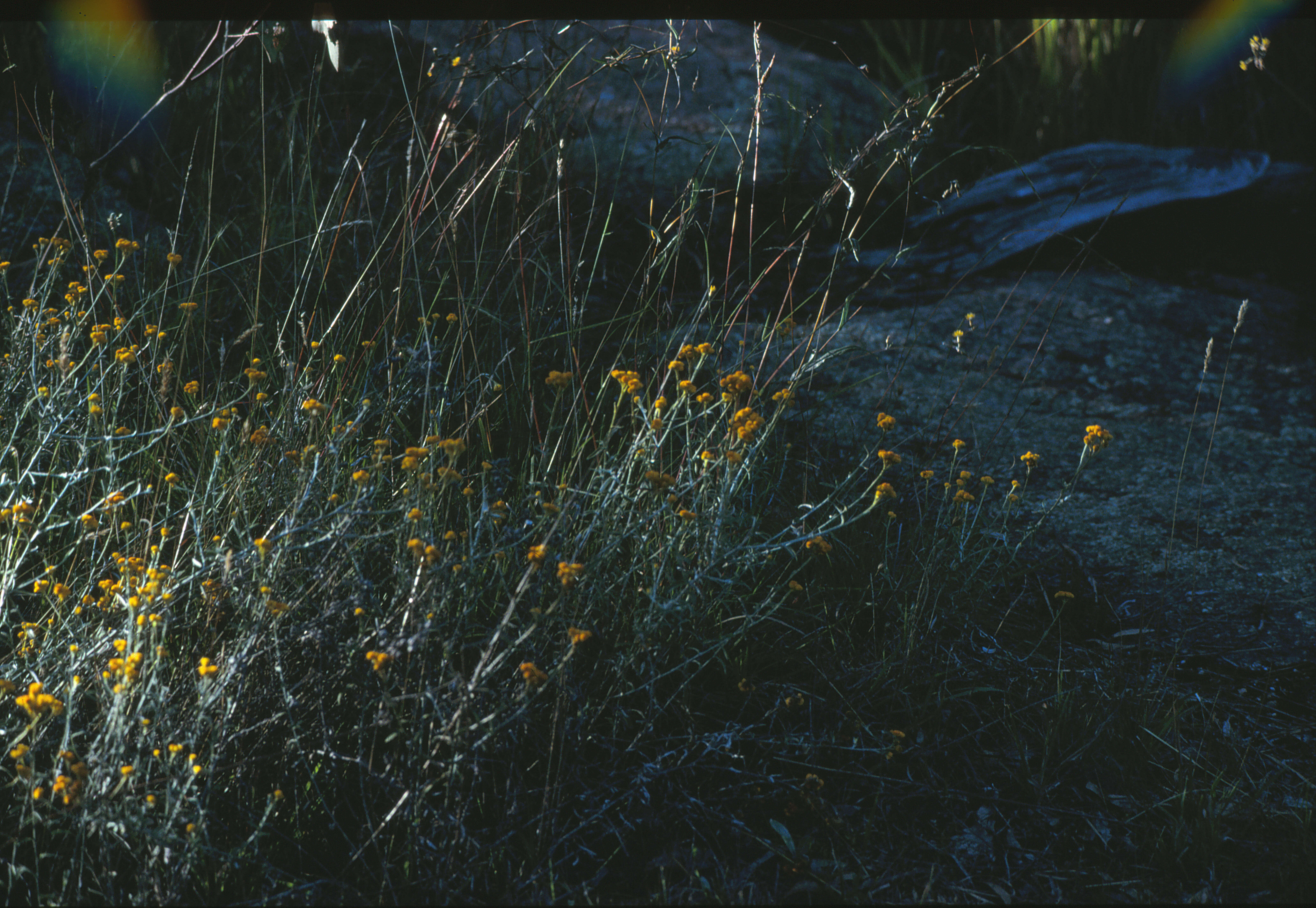 Image of Chrysocephalum apiculatum (Labill.) Steetz