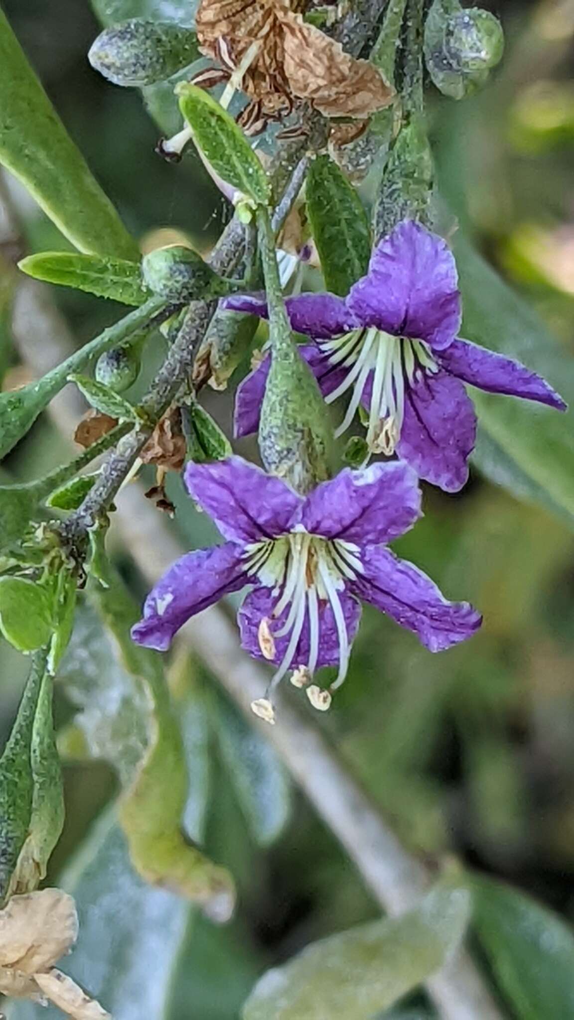 Image of matrimony vine