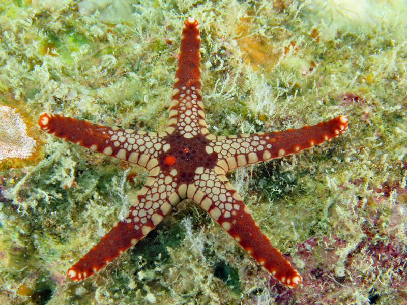 Image of Red and pink sea star