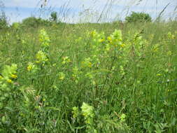 Image of European yellow rattle