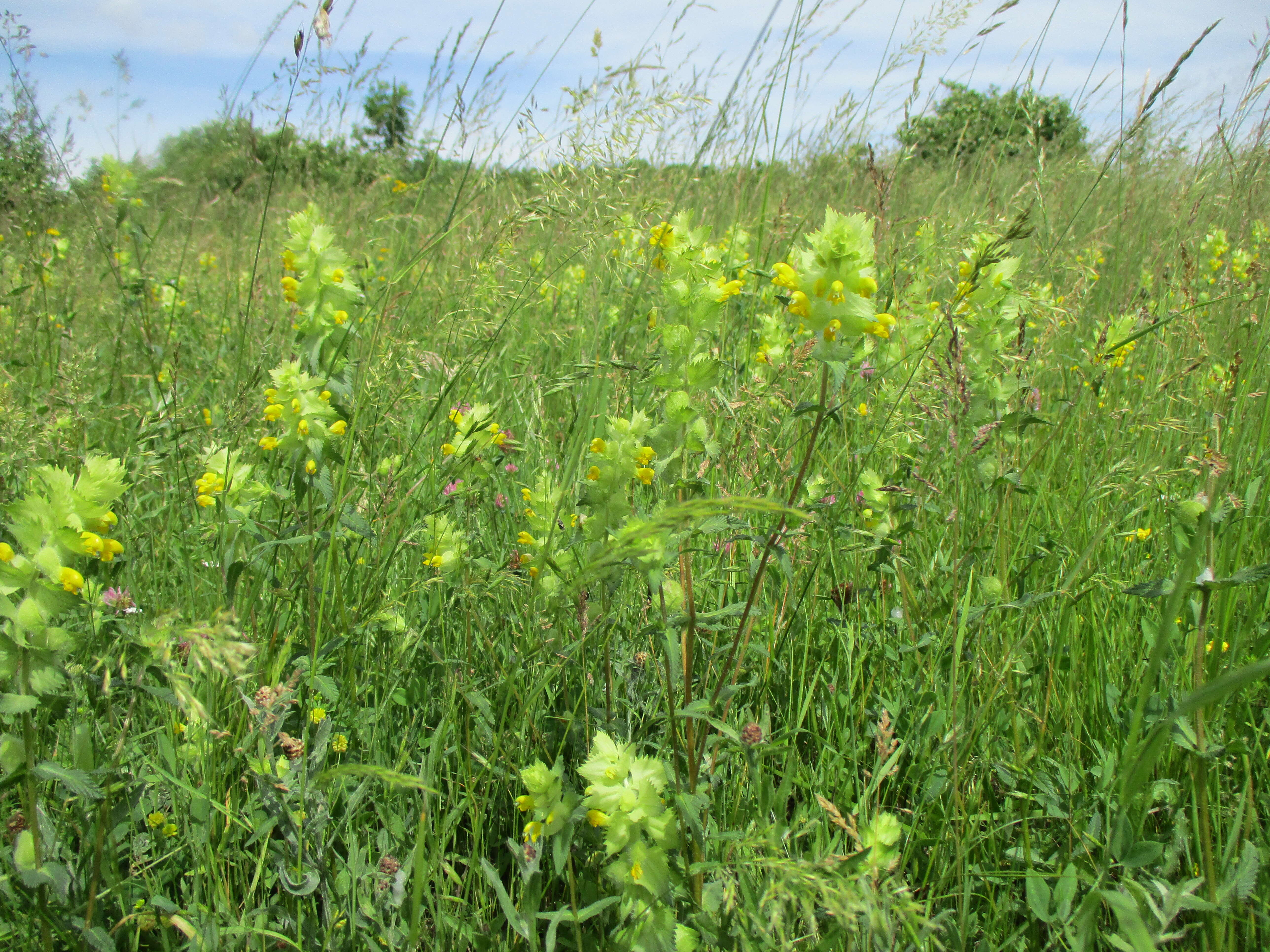 Image of European yellow rattle