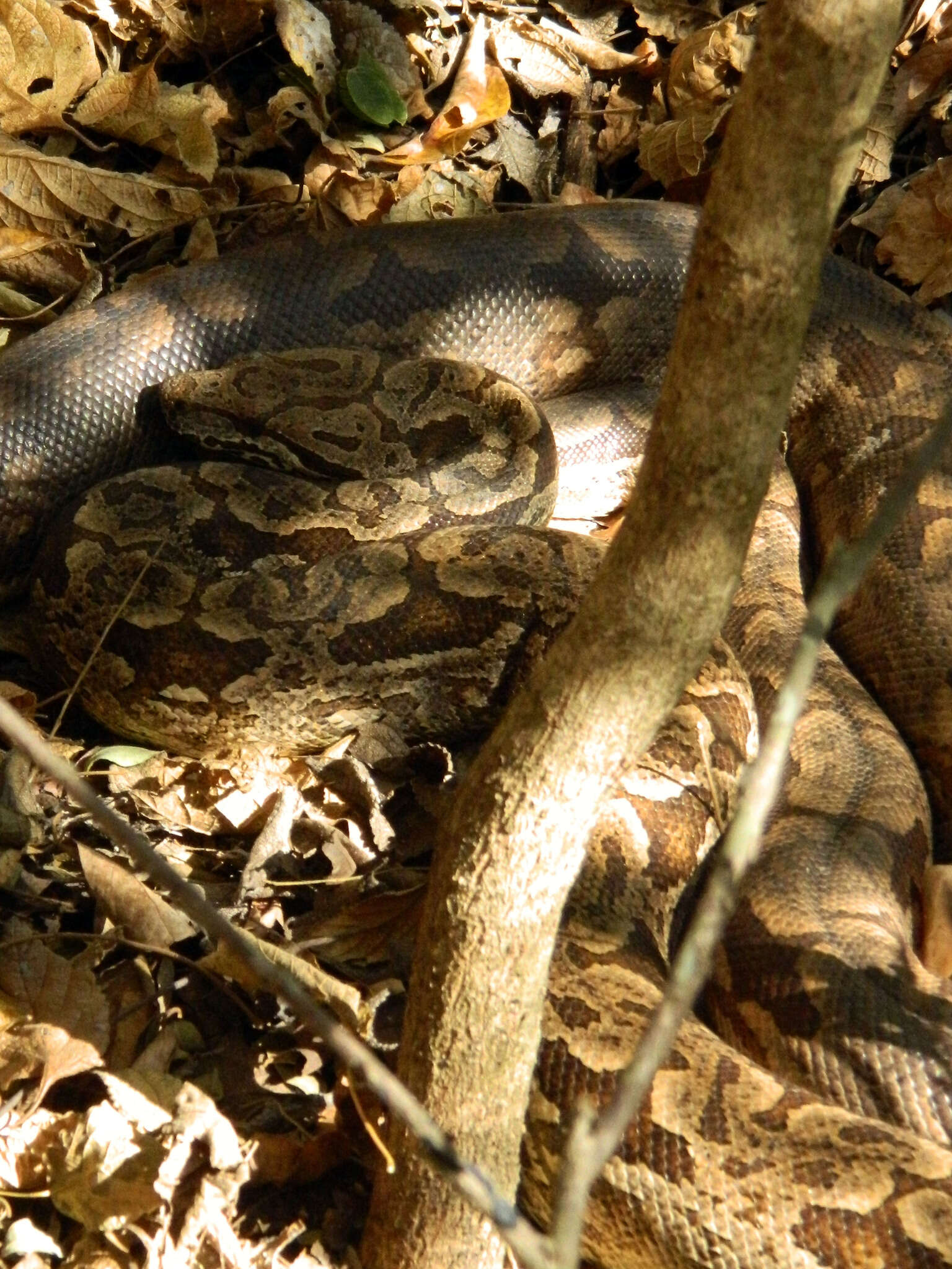 Image of Dumeril's Boa