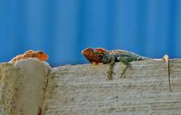 Image of Kirk's Rock Agama