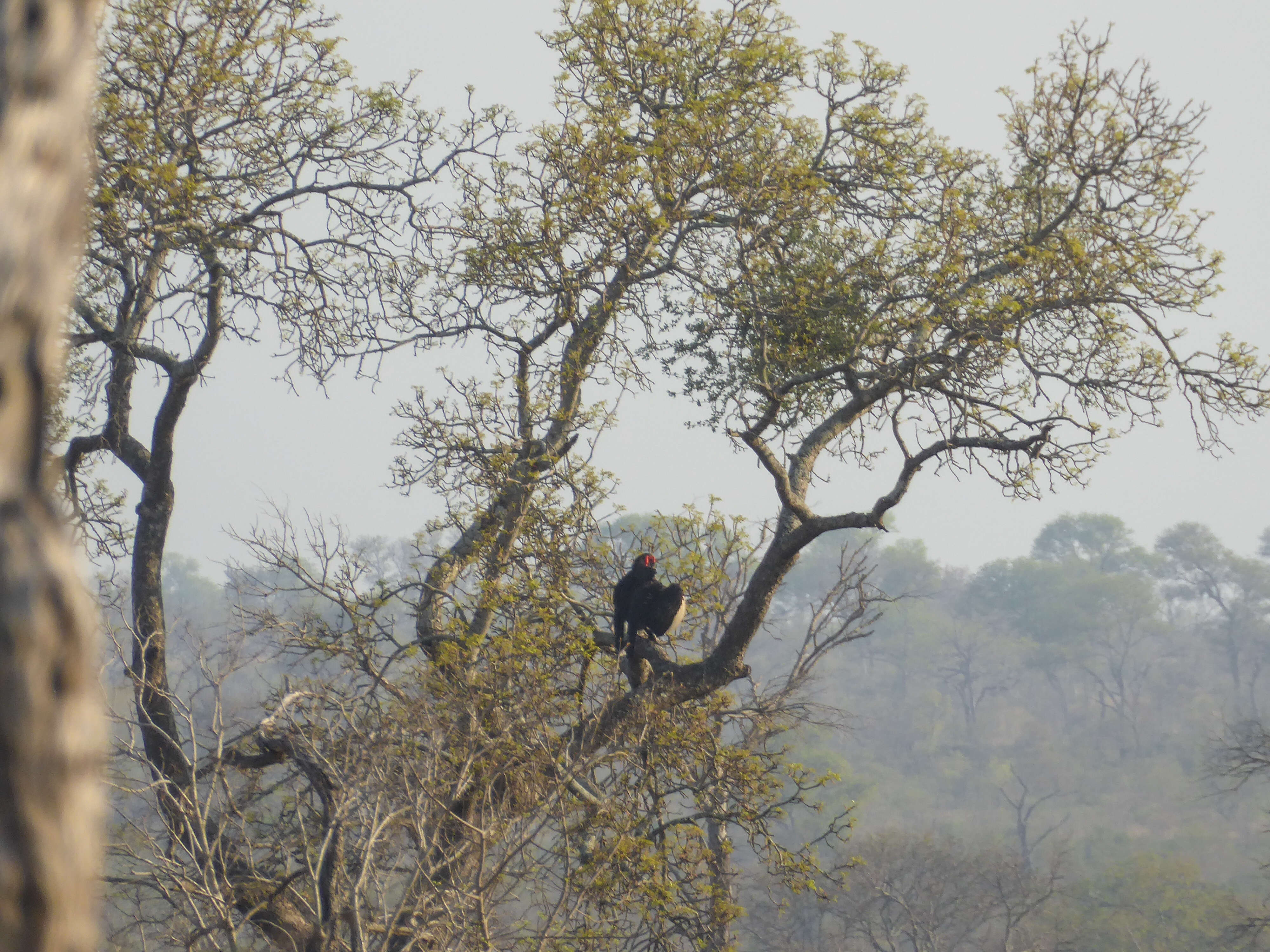 Image of Southern Ground Hornbill