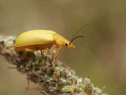 Image of Cteniopus sulphureus