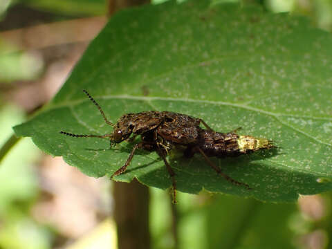 Image of Gold-and-brown Rove Beetle