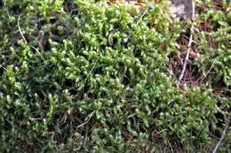 Image of goose neck moss