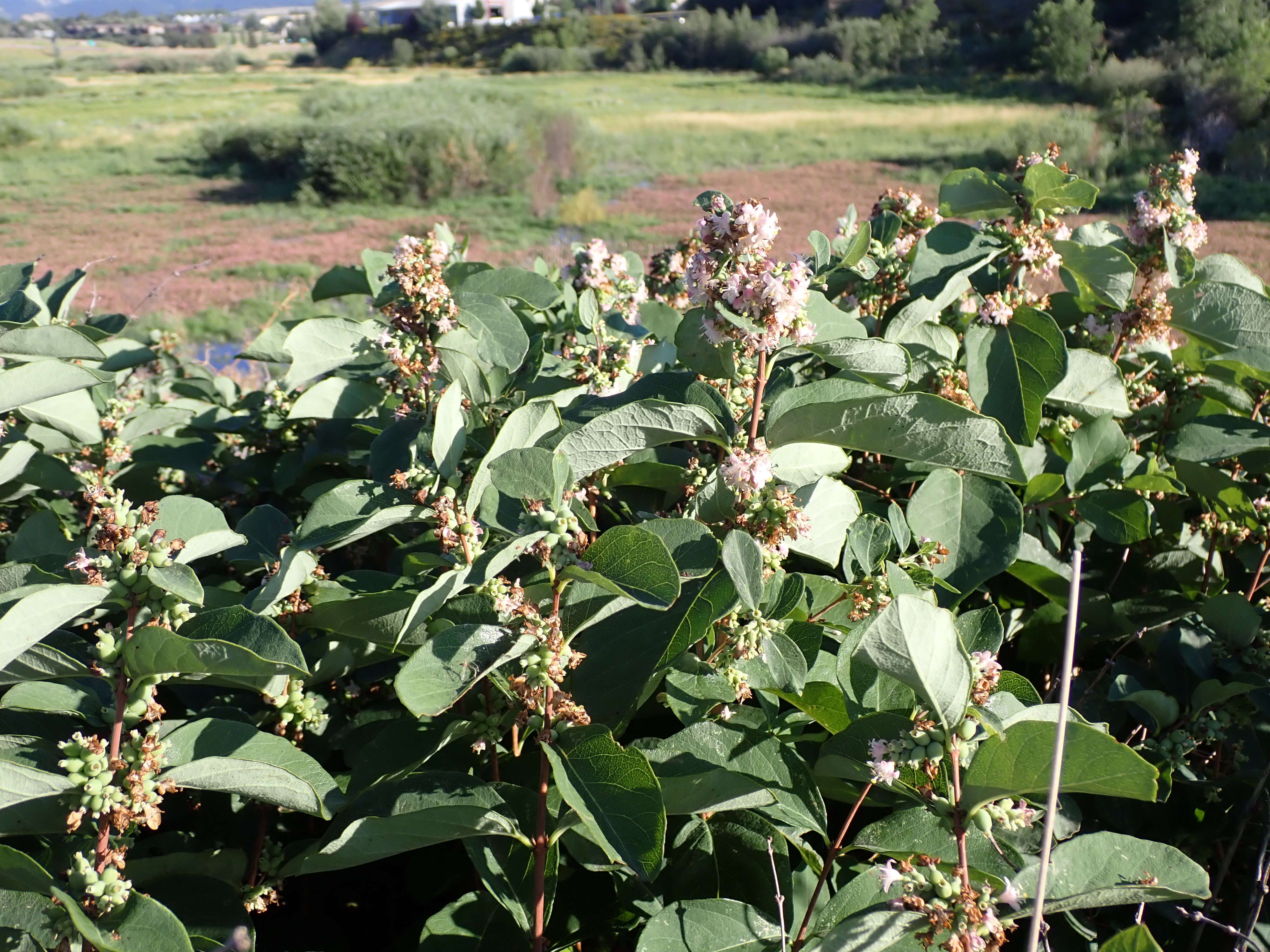 Image of western snowberry