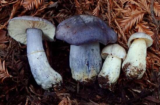 Image of Entoloma medianox C. F. Schwarz 2015