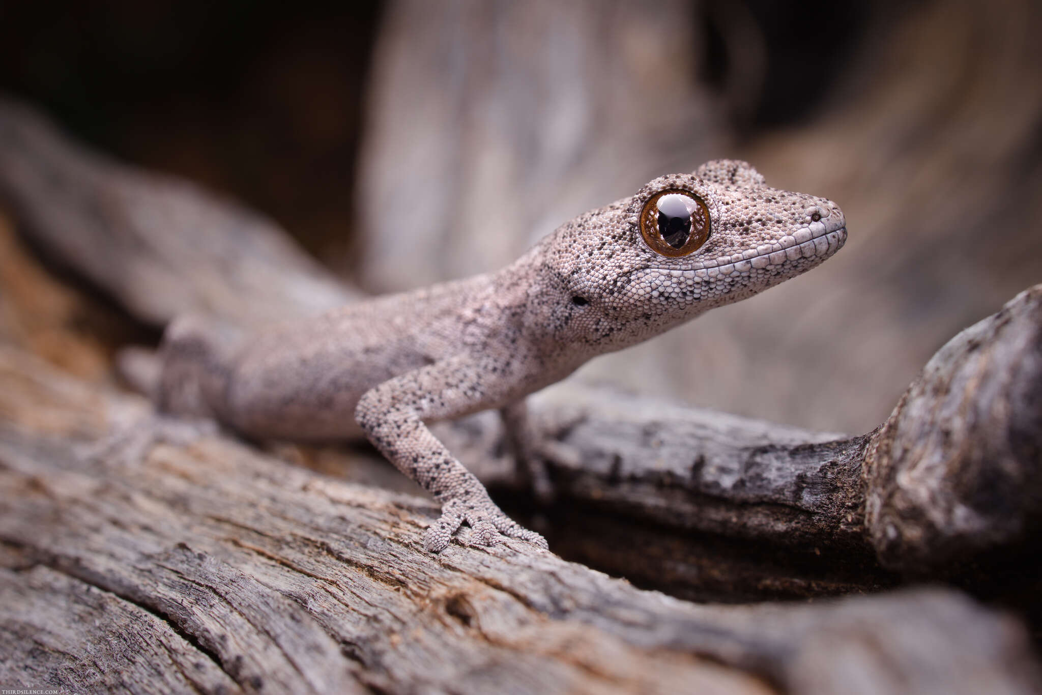 Image of Eastern Spiny-tailed Gecko