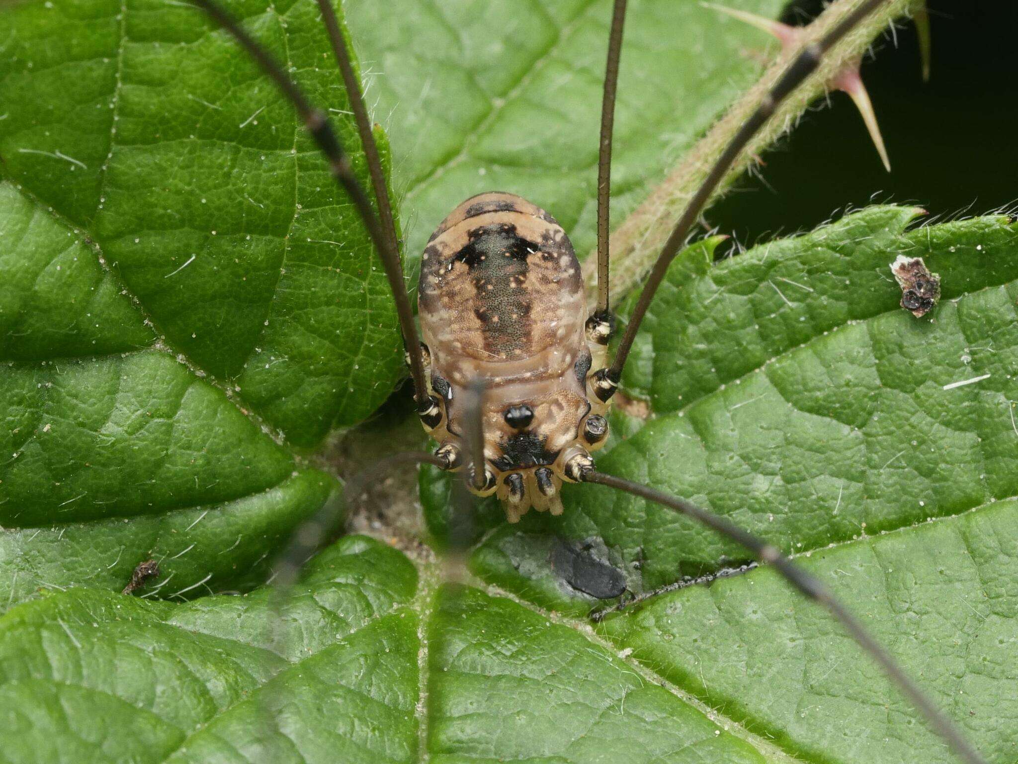 Image of Leiobunum rotundum