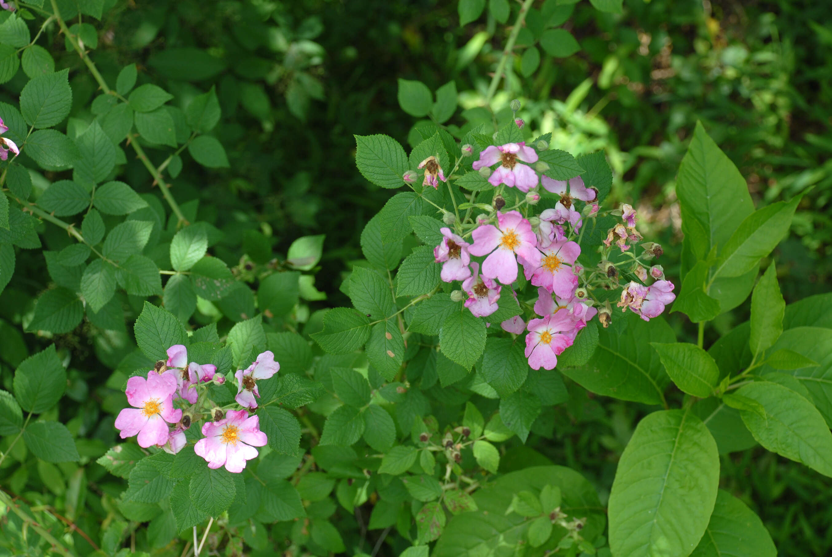 Image of climbing rose