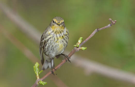 Image of Cape May Warbler