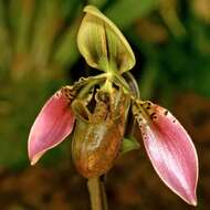 Image of Bullen's Paphiopedilum