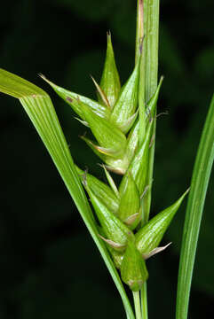 Image of Greater bladder sedge