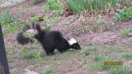 Image of Hooded and Striped Skunks