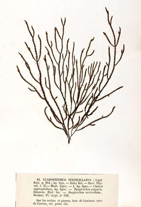 Image de Cladostephaceae