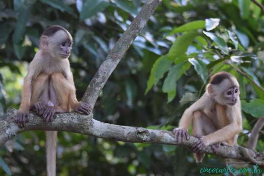 Image of Spix's white-fronted capuchin