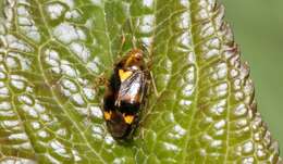 Image of Liocoris